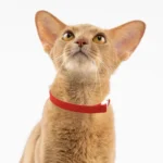 cute Safety Cat Collar Stretch Elastic Collars, Fashion Light Weight Kitten Collar for All Small Large Cat,Puppy Pet Accessories - Image 3