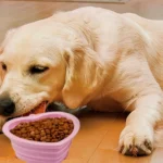 300ML Pet Folding Bowl Dog Dish Collapsible Pet Bowl Water for Dog Drinking Bowl Cat Water Bowl Drinking Fountains for Dogs - Image 6
