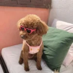 Love Pet Glasses Dog Cat Creative Fashion Sunglasses Sunglasses with Jewelry Cat Dog Love Glasses Pet Beauty Decoration Supplies - Image 5