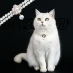 Pet Accessories Double Layer Pearl Pet Necklace Sweet Flower Pendant Cat Neck Chain Adjustable Pet Pearl Collar Photograph - Image 3