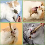 Silvervine Cat Chew Sticks, 5 Natural Catnip Chew Toys for Kitten Teeth Cleaning, Matatabi Dental Care, Increase Appetite, Sooth - Image 6