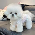 Fashion Bow Dog Vest Summer Suspender Dog Clothes Floral Print Puppy Shirt Cute Lace Cat Flying Sleeves Vest Bichon Pet Costume