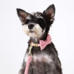 Personalized Dog Collar Cute Bowtie Dog Nylon Collars Free Engraving Pet Buckle Collar For Small Medium Dogs Bowknot Accessory - Image 5