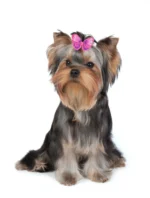 50/100pcs Dog hair accessories Butterfly design Dog Pet hair bows Rubber bands Pet grooming products Fashion Pet Supplies - Image 5