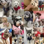 New Pet Dog Polo Shirt Dog Cool Clothes Soft Breathable Yorkie Chihuahua Puppy Clothes Dog Vest For Small Medium Dogs Costumes - Image 5
