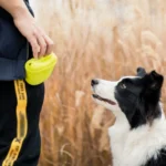Pet Portable Dog Training Waist Bag Treat Snack Bait Dogs Obedience Agility Outdoor Feed Storage Pouch Food Reward Waist Bags - Image 5