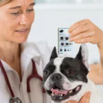 Tick Card With Magnifying Glass Allows Easy Removal Of Ticks Tick Remover For Dogs And Cats With Handy Pocket Size 8.5x5.4x0.1cm - Image 7