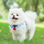 Dog Leash Cute Harness Cat Leash Teddy Small Dog Leash Pet Supplies Dog Leash - Image 2