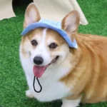 Dog Cotton Sun Hat With Ear Holes Round Brim Puppy Kitten Bucket Hat Outdoor Sun Protection Pet Caps for Small Medium Cat Dogs - Image 5