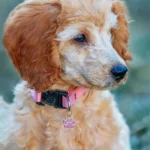 Free Personalized Dog Cat Plate Tags Engraved Puppy Pet ID Name Collar Tag Alloy Paw Glitter Pendant Pets Dogs Accessories - Image 4