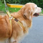 Double-headed Dog Tie Out Cable Leash ,raction rope with metal buckle steel wire anti-rust training collar,Outdoor Dogs Strap - Image 4