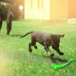 Pet Dog Training Interactive Toy Pet Funny Molar Stick Strong Rubber Durable Teeth Clean Toy Long Size Chew Toy For Meduim Large - Image 4