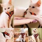 Breathable Mesh Pet Harness & Leash Set Adjustable Polyester Vest Harness with Collar Suitable for Cats Puppies Small Medium Dog - Image 2