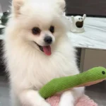 Hot sale Dog Toy Snake Interactive Toy Kitten Kick Toy Interactive Pet Toy for Indoor Cats 16.5 Inches Pet Supplies - Image 5
