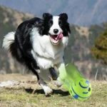 New Hot Wobble Wag Giggle Glow Ball Interactive Dog Attention Toy Fun Giggle Sounds Ball When Rolled or Shaken for Pet Dog Fun - Image 5