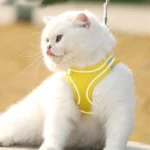 Puppy Cat Vest Harness With Leash Breathable Mesh Pet Chest Straps For Chihuahua York Harnesses Reflective Bulldog Walking Leash - Image 3