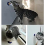 Healthy Cat Snacks Licking Solid Nutrition Energy Ball Long Strong Transparent Cover Convenient Portable Pet Cat Products - Image 3
