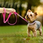 Dog Collar Crystal Glitter Rhinestone Pet Collars Zinc Alloy Buckle Collar For Small Medium Dogs Cats Chihuahua Pug Dog Collar - Image 5