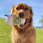 Chewing and Squeaking Dog Toys Pet Dogs and Cats Plush Coffee Cups Durable Interactive Pet Teeth Grinding Toys Dog Accessories - Image 4