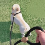Heavy Duty Dog Leash Slip Rope Lead Adjustable Braided Loop Collar Training Leash for Medium to Large Dogs - Image 3