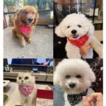 Adjustable Triangular Bandage For Pet Dog Cat Washable Scarf Bandana Collar Bibs Cat Neck Decor Birthday Party Dress Up - Image 6