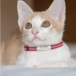 13 Colors Custom Engraved Reflective Cat Collar with Safety Buckle & Bell, Adjustable Personalized Pet Collar for Small Cats - Image 5
