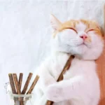 Catnip Silvervine Chew Sticks for Cats Natural Teeth Molar Toys, Anxiety Relief Dental Care Chewing Gifts Cat Toys - Image 6