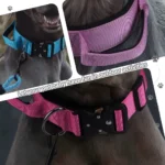 Durable Metal Buckle Pet Collars for Medium Large Dogs Solid Nylon Big Dog Collar with Handle Greyhound Mascotas Accessories - Image 6