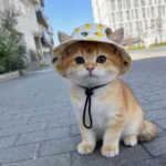 Summer Cat Dog Sunscreen Hat with Printed Checkered Pet Fisherman Hat Suitable for Cats Small Medium-sized Dogs Outdoor Supplies - Image 5