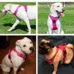 Reflective Adjustable Breathable Vest Chest Strap for Small Medium Large Dogs Pet Dog Harness Cat Puppy Collar Dog Accessoires - Image 9