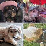 Dog Sun Hat For Small Large Dogs Cats Adjustable Pet Baseball Cap with Ear Hole Windproof Corduroy Puppy Visor Hat Pets Supplies - Image 4