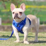 No Pull Dog Harness and Leash Set Adjustable Pet Harness Vest for Small Dogs Cats Reflective Dog Chest Strap Lead Walking - Image 5
