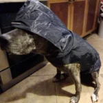 Dog Raincoat Waterproof Hoodie Jacket Rain Poncho Pet Rainwear Clothes with Reflective Stripe Outdoor Dogs Raincoat Accessories - Image 5