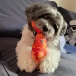 Funny Simulation Pet Dog Toys For Small Dogs Bite Resistant Squeaky Puppy Cat Toy Chew Dogs Toys Pets Products honden speelgoed - Image 2
