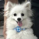 Dogs Collars Anti Loss Pendant Waterproof Safety LED Flashing Light USB Rechargeable LED Light Pendant For Dogs Cats Pets - Image 2