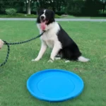 Interactive Silicone Flying Saucer Toy for Dogs And Cats Chew Resistant Flying Disc Pet Game Perfect for Puppy Training Fun - Image 3