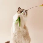 Kimpets Cat Dog Tail Grass Dog Sage Feather Long Pole Cat Teasing Stick Bite Resistant Self Soothing Tool Cat Toy Pet Supplies - Image 4