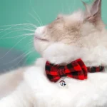 Adjustable Dog Collar Cat Collar Pet Supplies Kitten Neck Strap Bell Plaid Safety Buckle Bowknot Necklace Puppy Necktie Collars - Image 3