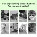 10Pcs Catnip Bags Cat Grass Chopped Leaf Powder Cat Mint Powder Cat Treats Menthol Flavor Clean Teeth Healthy Care Cats Toy - Image 5