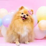 100pcs Bulk Pet Dog Hair Accessories Dog Hair Bows with Diomand Lace Rubber Band Grooming for Small Dogs Puppy Bows Pet Supplies - Image 5