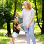 10PCS Super Absorbent Pet Diapers Dog Physiological Pants Leakproof Dog Diapers Disposable Nappies for Dogs Cats Male Female - Image 4