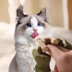 Catnip Balls Funny Fish Bone Cat Toys Lickable Snack Catnip Silvervine Kitten Chewing Cleaning Teeth Toy For Cats Pet Supplies - Image 4