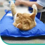 Animal Surgical Accessories Pet Vacuum Positioning Mat Small Veterinary Examination Pad Pet Care Room - Image 4