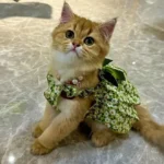 1 Pc Pet Dress Dog&Cat Summer Dress Yomantic Floral Pattern Suitable For Birthday Wedding Party Outfits - Image 4