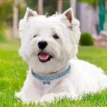 Bling Bone Pet Collar-Adjustable Necklace for Small Dogs and Cats-Cute and Fancy Accessory for Puppies-Adds Style and Glamour - Image 3