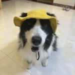 Fashionable Pet Dog Hat with Adjustable Sun Protection XS to XL Size for Small Medium Large Dogs Pet Outdoor Suppies Accessories - Image 6
