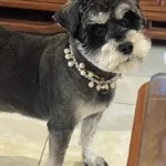 Luxury Pearl Pendant Puppy Dog Necklace Collar for Small Dogs Cats Chihuahua Pomeranian Teddy Bling Rhinestones Pet Accessories - Image 5