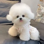 Fashion Bow Dog Vest Summer Suspender Dog Clothes Floral Print Puppy Shirt Cute Lace Cat Flying Sleeves Vest Bichon Pet Costume - Image 2