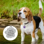 Personalized Pet Dog Cat Address Tags Engraved Cat Puppy Dog Accessories Engraved Stainless Steel Name Number Tag For Dogs Cats - Image 5