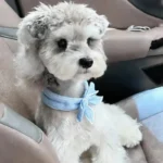 Pet Cooling Ice Scarf Cool Ice Breathable Towel Heatstroke Dogs Cats Ice Collar Cat Adjustable Collar Bib Pet Supplies - Image 3